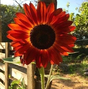 Meet your Posher, Adalgisa